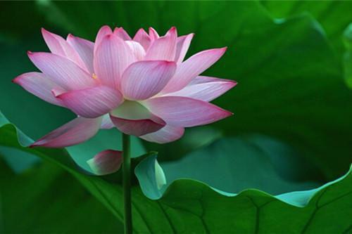 顾念昭月陆泽最新章节更新 妈妈把我锁进烤箱三天三夜后，她悔疯了最新章节免费阅读