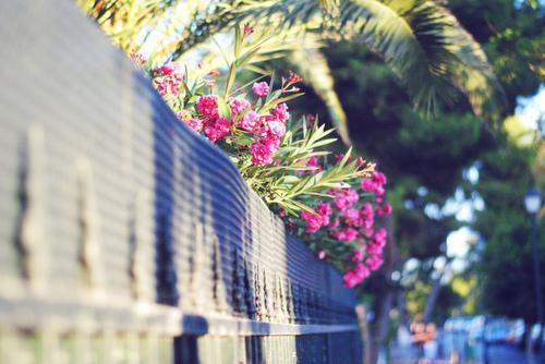 洛知秋莫宸安诗吟叫什么小说 爱在秋日终结时小说完整版免费