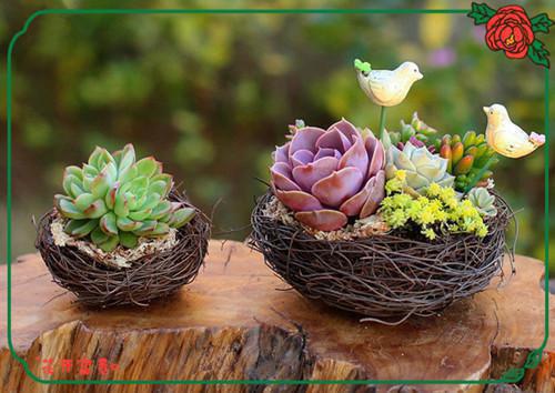 陈屿川林叙白沈念初小说叫什么名字 白月光他病得不轻：后续完整版