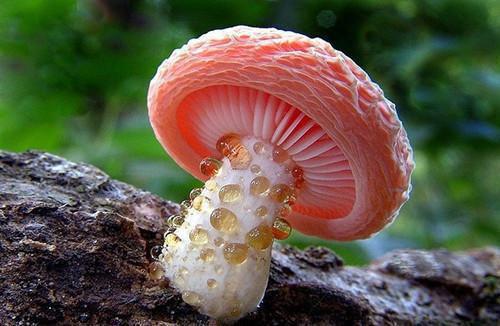 暗栖：免费结局+后续(孟枕月沈书臣萧泽逸)免费小说免费阅读_免费小说完结暗栖：免费结局+后续孟枕月沈书臣萧泽逸