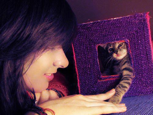 白羽傅文胜小爱小说叫什么 我靠生儿子稳固地位小说白羽傅文胜小爱免费阅读全文