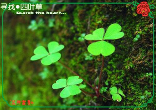 林诗云雷江屿小说叫什么 西山雪月照我心免费阅读小说