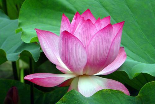 江清雾郁临川免费阅读最新章节结局 置顶九九免费阅读