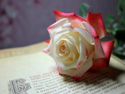 宋染染方哲笔趣阁 刺心整顿免费阅读宋染染方哲小说