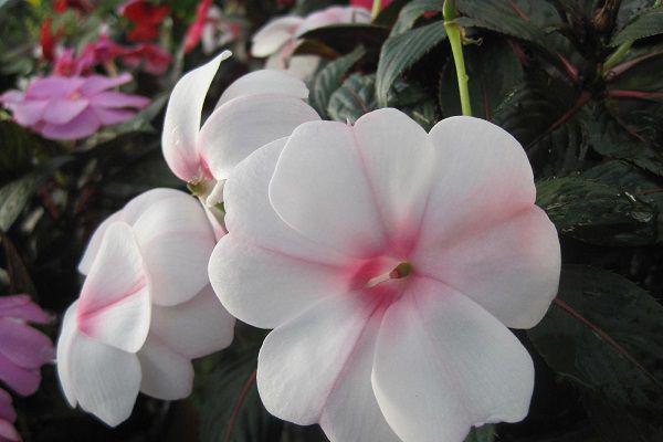 宁珂江绵绵最新章节更新状态 将她拉下神坛后，他跪了未删减小说