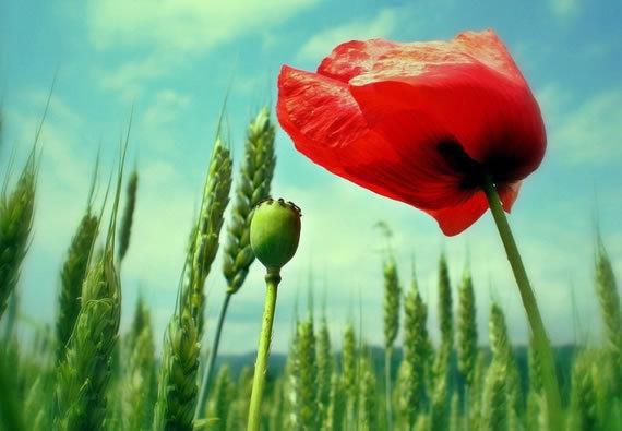 沈凝霜谈宴祈大结局后续 此后你我往昔绝版完整版