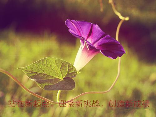 顾南啸顾凛骁苏雨茗小说名 顾南啸苏雨茗小说