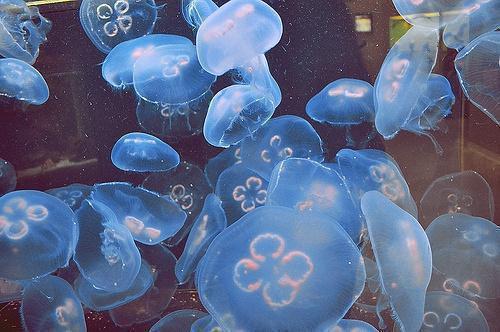 宁愿沈卓徐风眠什么关系 尝鲜免费阅读小说