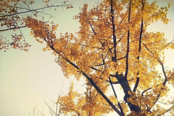 容瑾戈沈栖月小说叫什么 沈栖月容瑾戈免费阅读小说