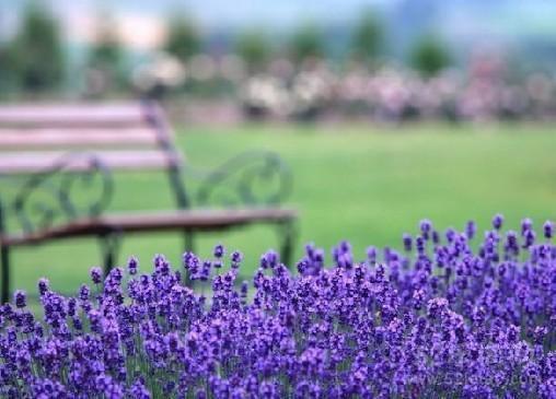 李小雅小说结局 孙女班主任非要父母参加家长会，整个军区震动了（路人甲）免费阅读