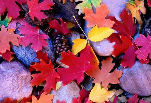 苏念语李澈江明珠小说结局 绣帕犹存故人香小说免费阅读全文最新章节