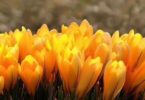 乔语顾薇薇唐然江月陈澜免费阅读最新章节 室友送我A货,我让她家破人亡男主乔语顾薇薇唐然江月陈澜小说