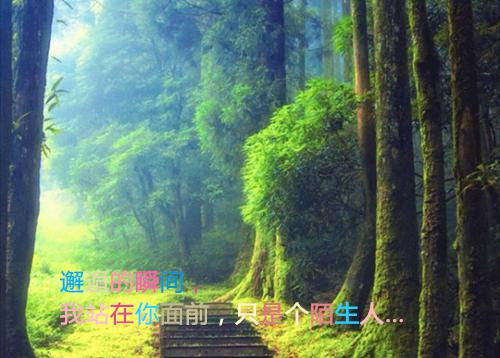 南锦屏李墨白惊鹊赵思则什么关系 重生后，我成全了冒牌货丫鬟的梦by大神免费阅读