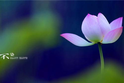 宋雅沈宴小说免费阅读最新章节 听见我的猫在我耳边呓语后，我离婚了小说