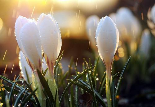 林芷沈晏白小蕊小说名 老公要为亡母守墓五年,我直接离婚原著在线阅读