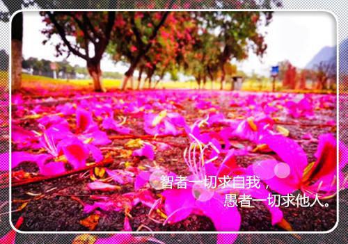 苏枕雪谢行知谢寂明最新章节更新状态 分手后我嫁给了前任他叔电子书