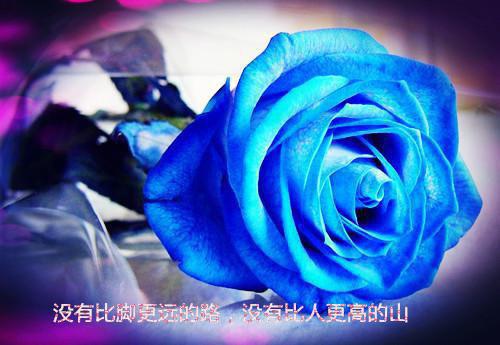 肖寻陌叶安凝沈墨小说免费阅读 叶安凝肖寻陌电子书