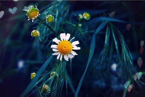 桑予歆严绥之最新章节内容 桑予歆严绥之结局