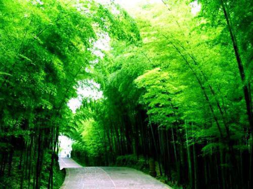 苏野苏以棠最新章节更新时间 抱歉，其实我是豪门真少爷结局