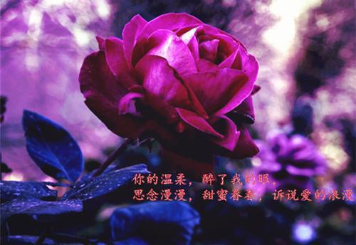 陈清宴顾雨笙免费阅读最新章节结局 顾雨笙陈清宴完整版