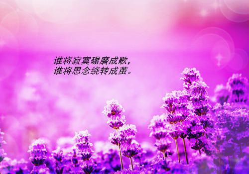 我沈川昱闺蜜大结局后续 冬日晴川小说全文阅读