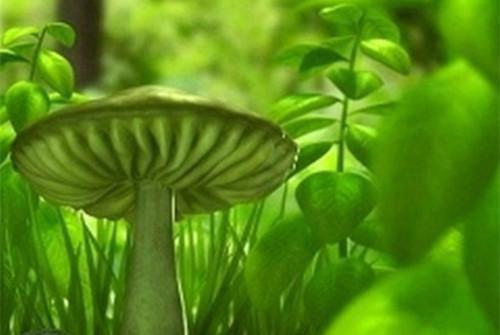 (番外) (全文)谢尽长安花免费赏析免费下载阅读_(沈照霜宁砚)_谢尽长安花免费赏析沈照霜宁砚完结版 番外最新章节列表