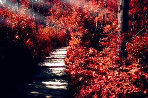 沈今白陆言沈明顾白薇沈清荷的最新章节更新时间 我跟兄弟被杀后脱离世界回家，亲人们却疯了沈今白陆言沈明顾白薇沈清荷全文