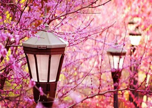 林幺幺隋妄小说名 妖王之子小说完整版免费