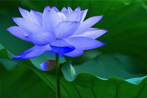 乌鱼子妹宝许商叫什么小说 野火灼春乌鱼子妹宝许商全文