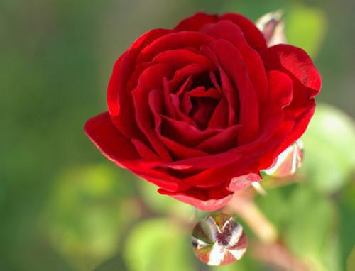 沈木瑶沈婉心什么关系 为奴三年后,整个侯府都哭着求我原谅全文免费阅读