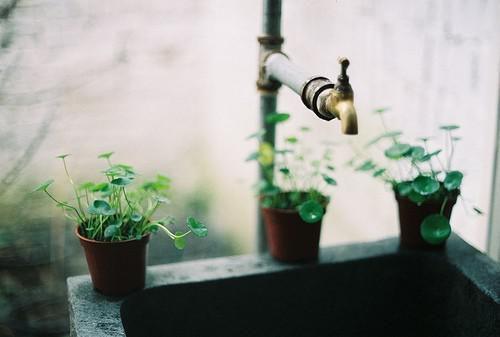 完结祈尔岁岁有清欢周野苏音晚全章节阅读