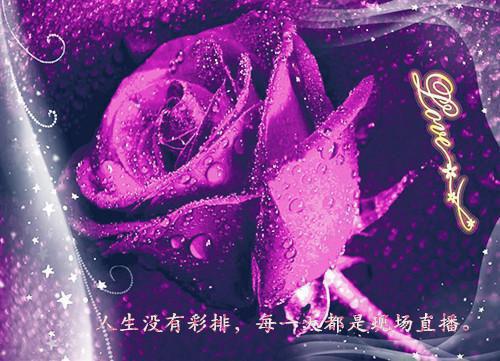 贺敬辞江若初结局 江若初贺敬辞小说全文免费