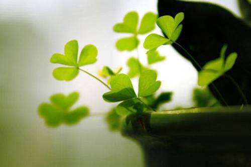 谢尽长安花：畅销沈照霜宁砚清完结版+番外（谢尽长安花：畅销沈照霜宁砚清完结版+番外）全文免费阅读无弹窗