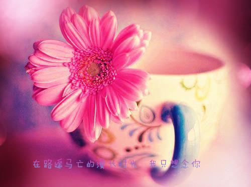 齐绯宁俆沉聿俆司野什么关系 齐绯宁俆沉聿小说齐绯宁俆沉聿俆司野免费阅读全文