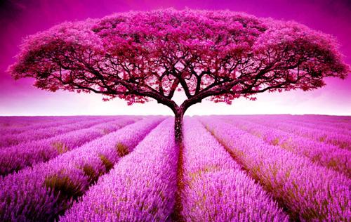 陆芸白顾修远沈寒小说结局 候一场漫天飘雪：后续小说正版免费阅读