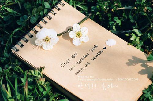 林见莞顾云峥的小说叫什么 又见凤凰花满地免费阅读小说