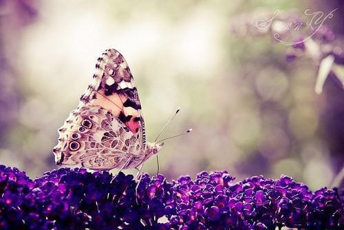 季阮傅西淮周聿小说名 旧迟季阮傅西淮周聿大结局