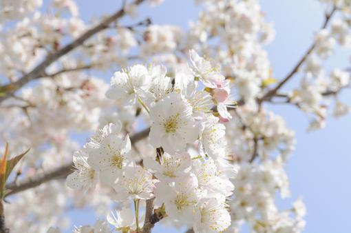 江怜陆十安小说笔趣阁最新章节 香芋假宠by侠名