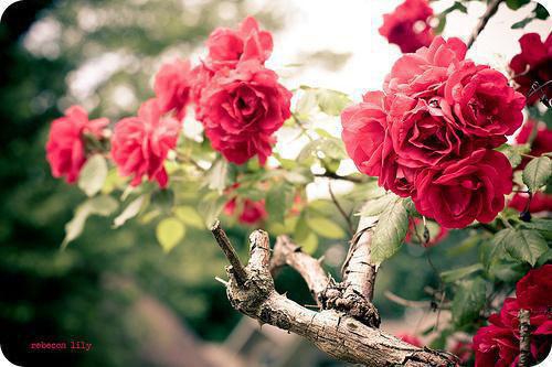 苏文子晴免费阅读最新章节 母猪饲养群里，我发现女儿被拍卖免费阅读小说