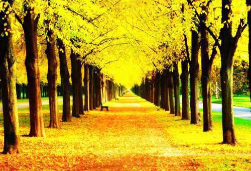 等鲜花开满归途：结局番外+番外(苏见星陆停云)全文苏见星陆停云无弹窗结局_苏见星陆停云结局章节列表_笔趣阁（等鲜花开满归途：结局番外+番外）