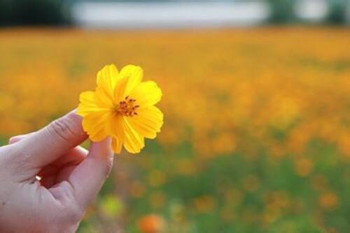 沈橙沈余小说名字 千金你是谁全文阅读