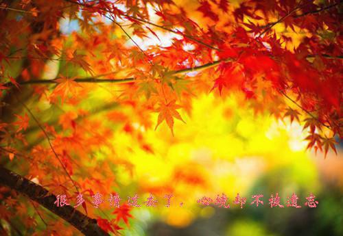 林银香霍清淮小说在线阅读 重生八零三世肥妻追夫忙免费阅读全文