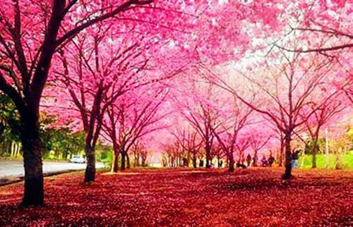 陆执深沈归晚笔趣阁 沈归晚陆执深小说正版阅读