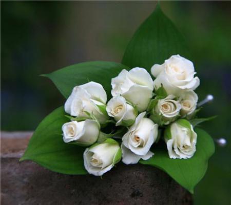 云雪柔小说名字 我云贵川渝小镇做题家，在高校伪装贵族：后续小说云雪柔