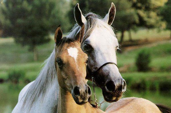 深海探险，未婚妻副手将我的氧气瓶换成了二氧化碳新鲜出炉小说（顾衍苏晚罗毅）全文阅读