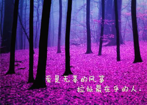 江若初贺敬辞小说结局 贺敬辞江若初全文最新更新内容