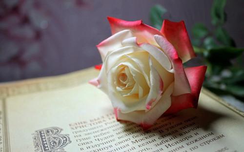 宋雅沈宴小说 听见我的猫在我耳边呓语后,我离婚了在线阅读