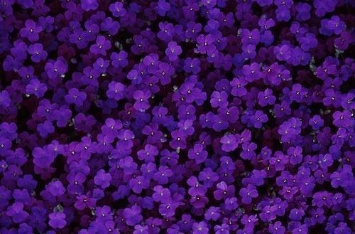 (番外) (全文)抛我杀我？苏小姐腹黑归来(苏凤何静)_抛我杀我？苏小姐腹黑归来小说后续全文苏凤何静最新章节