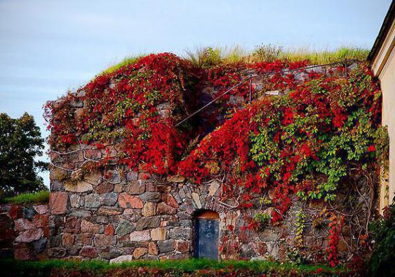林婉江辰江念结局 我每月给女儿三千，她却靠吃馒头咸菜度日小说
