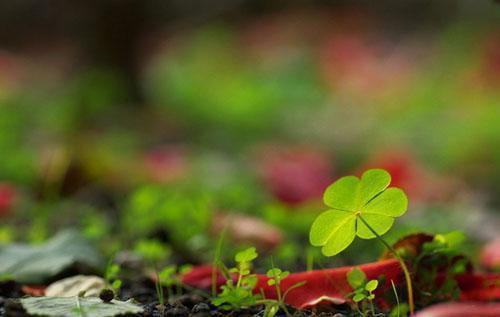 春棠烬林衔月小说_热门小说大全春棠烬(林衔月)免费阅读